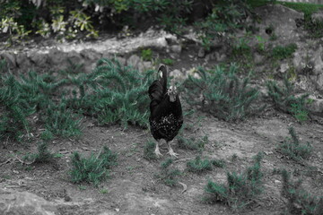 Birds walking around the park in Portugal