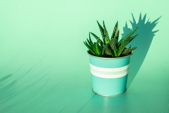 Small green cactus plant in pot isolated on turquoise desk background with copy space.