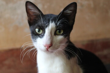 Fototapeta premium black and white cat