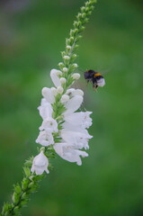 ladybird on a flower