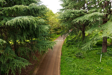 Road in forest with big green tree along its side. Present in high contrast, concept of journey, travel and path to the future.