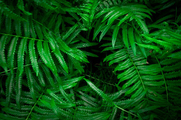 green fern leaves
