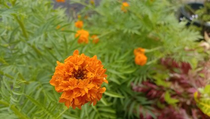 tagetes patula flowers or mexican flower or marigold flower family