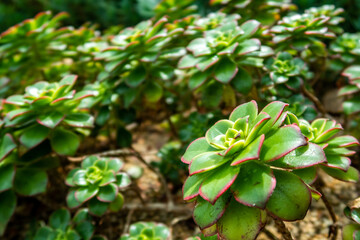 Many landscaping Echeveria agavoides Prolifera (Carpet Echeveria) vivid green succulent plant with attractive rosette and red leaf borders seen in Gardens by the Bay, Singapore.