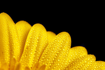 Yellow Gerbera Flowers With Water Drops