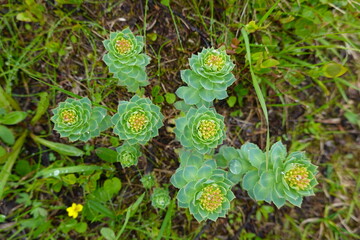 Macro on grass plant on hiking trail