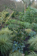 Emerging Flowers on a Chinese Sycopsis Shrub (Sycopsis sinensis) in a Country Cottage Garden in...