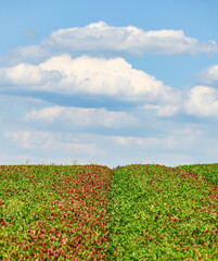 trail waves on red clover field to the horizon with clouds in bl