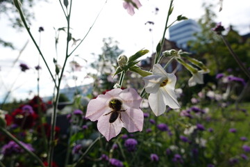 Bee browsing between two flowers