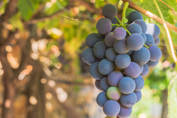 harvest of green and blue grapes. fields vineyards ripen grapes for wine