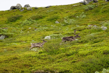 Close up on reindeer in the north of Sweden in summer