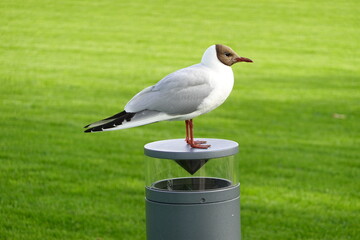 Seagull Chroicocephalus maculipennis on a lamp with the background of green grass