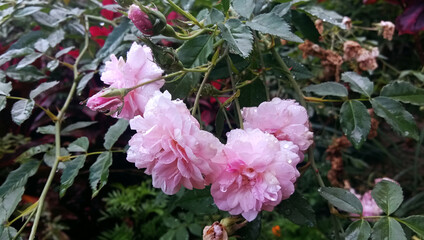 fresh roses after rain