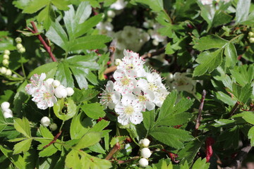 
White flowers bloom on a hawthorn bush on a sunny may day
