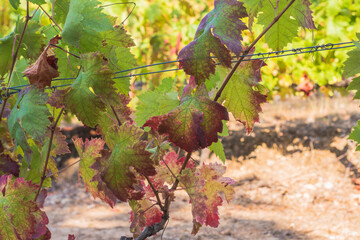 green and blue grape leaves. vineyards of grapes for wine