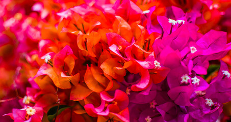 Beautiful blooming red and purple bougainvillea flower in the summertime. It can be used as an image abstract texture and background.