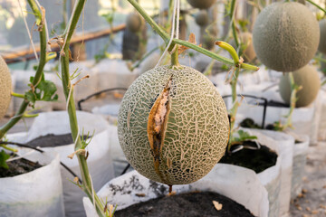 Fresh lot of melons hanging  plants growing in greenhouse