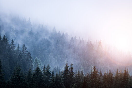 Magical atmosphere in the foggy forest, Morning, Austria © Patrick Daxenbichler