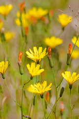 Fototapeta premium タカネニガナ