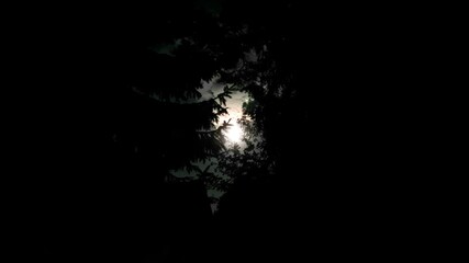 the moonlight in the forest