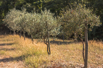 young olive tree in galicia spain