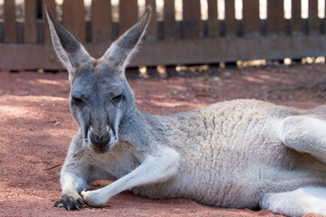 Grey Kangaroo resting on a hot Australian daytime.