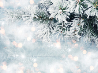 winter background with fir branches cones and snow