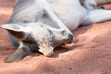 Fototapeta premium Grey Kangaroo resting on a hot Australian daytime.