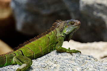 Green lizards iguana. Wildlife reptile in Florida. Iguana dragon close up.