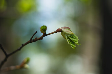 buds of spring