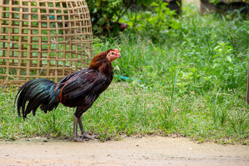 rooster in the farm