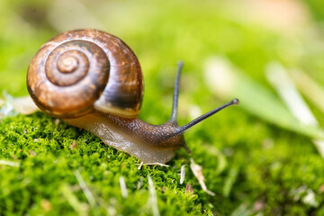 snail and moss..