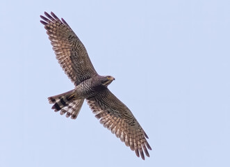 Grey-faced Buzzard in flight 