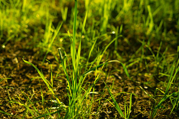 green grass background