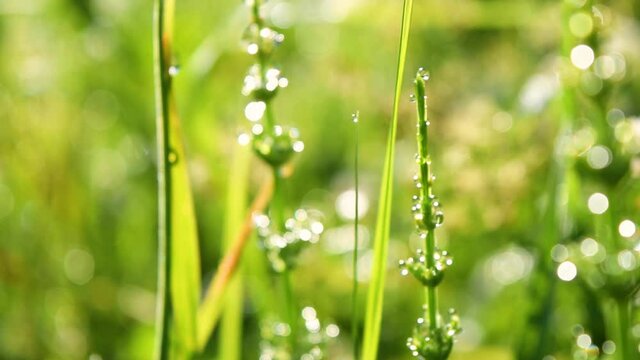 green grass with dew drops during sunrise