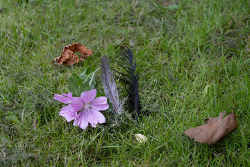 A pink flower in green grass. Black and gray bird feathers and brown leaves