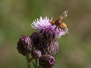 Fliege an blüte