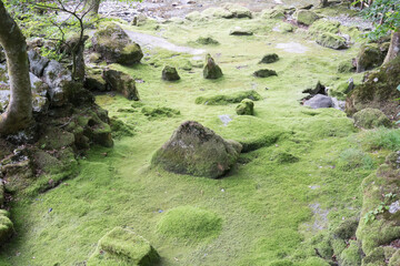 龍泉洞の苔のじゅうたん