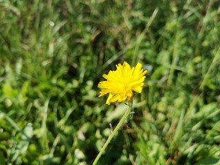 yellow dandelion flower