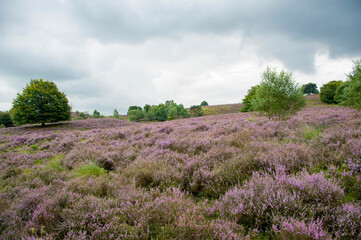 Naklejka na ściany i meble Moorland with purple heather