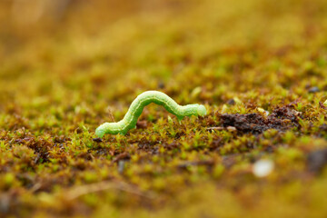 Kleiner Frostspanner ( Operophtera brumata ) Raupe
