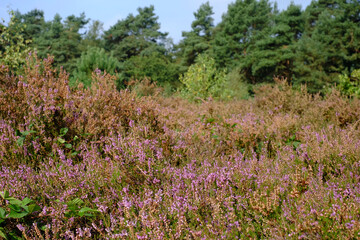 Moorland with purple heather