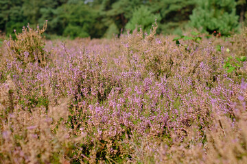 Obraz premium Moorland with purple heather