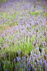 Naklejka premium Moorland with purple heather