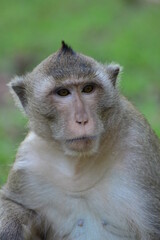 Portrait of a monkey sitting on a tree