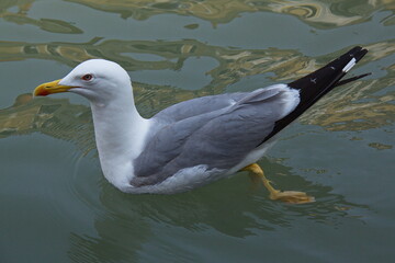 Seagull at Canal Grande in Venice, Veneto region, Italy, Europe
