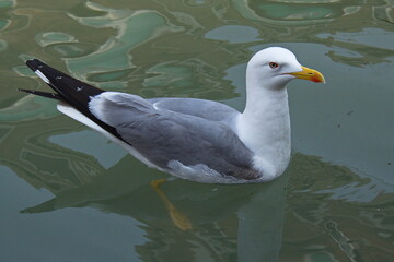 Seagull at Canal Grande in Venice, Veneto region, Italy, Europe
