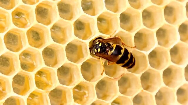 Wasp steals nectar and honey from bees.
The wasp is a predator insect. It feeds on other insects, nectar and honey found in the honeycomb of honey bees.
