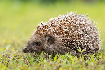 hedgehog on the grass..