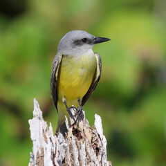 Tropical Kingbird